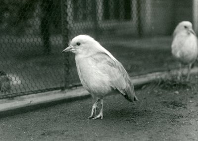 زوج من Kagus ، أو Cagous ، يقفان على أرضية حاويةهما في حديقة حيوان لندن ، 1927 بواسطة فريدريك وليام بوند