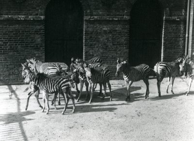 قطيع صغير من تشابانز زيبرا في حديقة حيوان لندن في عام 1924 بواسطة فريدريك وليام بوند