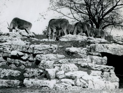 قطيع صغير من رعي Eland المشترك بين الصخور في ElandAntelope Paddock في حديقة حيوان لندن في يونيو 1925 بواسطة فريدريك وليام بوند