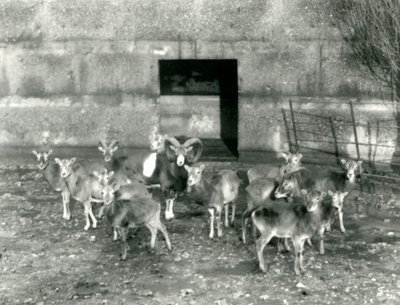 قطيع صغير من Mouflon في حديقة حيوان لندن في نوفمبر 1926 بواسطة فريدريك وليام بوند