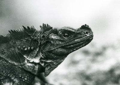 A Sailfin Lizard ضعيفة في حديقة حيوان لندن في عام 1928 (b / w photo) بواسطة فريدريك وليام بوند