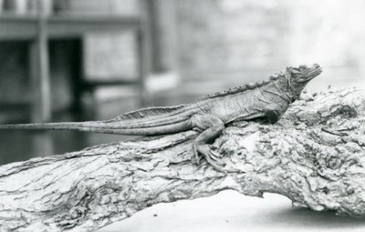 سحلية Sailfin ضعيفة تستريح على سجل في حديقة حيوان لندن في عام 1928 (b / w photo) بواسطة فريدريك وليام بوند
