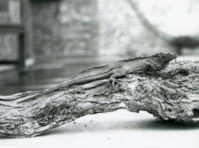 سحلية Sailfin ضعيفة تستريح على سجل في حديقة حيوان لندن في عام 1928 (b / w photo) بواسطة فريدريك وليام بوند