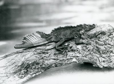 سحلية Sailfin ضعيفة ، وذيل تالف ، تستريح على جذع شجرة في حديقة حيوان لندن في عام 1929 (صورة أبيض وأسود) بواسطة فريدريك وليام بوند
