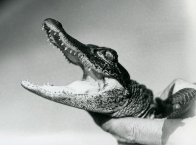 A young Alligator held around the neck by its keeper, London Zoo, August 1928 (b/w photo) بواسطة فريدريك وليام بوند