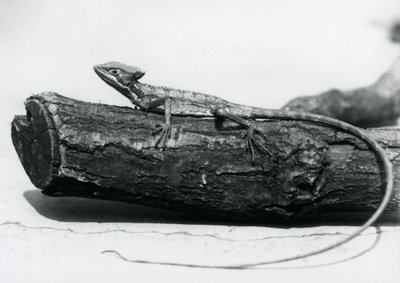 سحلية بازيليسق صغيرة تستريح على جذع شجرة في حديقة حيوان لندن في أغسطس 1928 (صورة بالأبيض والأسود) بواسطة فريدريك وليام بوند