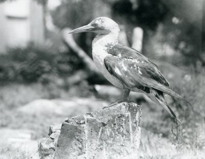 جانيت صغير يقف على جذع شجرة في حديقة حيوان لندن عام 1929 (صورة بالأبيض والأسود) بواسطة فريدريك وليام بوند