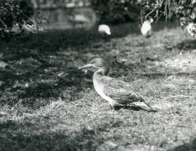غانيت صغير يقف على العشب في حديقة حيوان لندن في سبتمبر 1927 بواسطة فريدريك وليام بوند