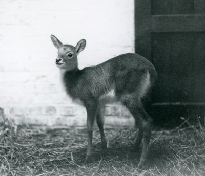 شاب Lechwe يقف على القش ، حديقة حيوان لندن ، يناير 1926 بواسطة فريدريك وليام بوند