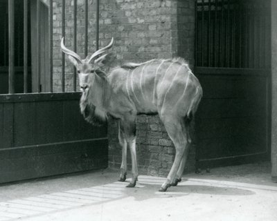 شاب شاب من Kudu يقف في حظيره في حديقة حيوان لندن في عام 1929 (صورة أبيض وأسود) بواسطة فريدريك وليام بوند