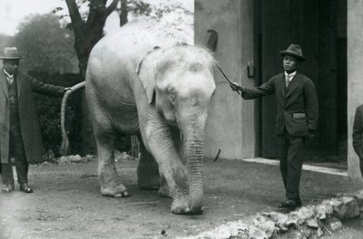 AlbinoWhite Burmese Elephant Pawah مع الحضور بما في ذلك الدكتور Saw Po Min ، حديقة حيوان لندن ، مايو 1926 بواسطة فريدريك وليام بوند
