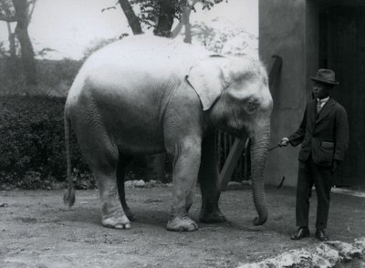 AlbinoWhite Elephant Pawah مع دكتور Saw Po Min ، حديقة حيوان لندن ، مايو 1926 بواسطة فريدريك وليام بوند