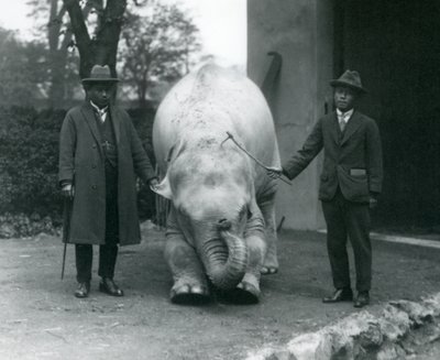 AlbinoWhite Elephant Pawah with Dr. Saw Po Min and Son، London Zoo، May 1926 بواسطة فريدريك وليام بوند
