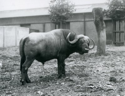 جاموس أفريقي ، أو كيب بافالو ، يقف في مربيته في حديقة حيوان لندن ، 1927 بواسطة فريدريك وليام بوند