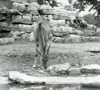 رعي Eland في Antelope Paddock في حديقة حيوان لندن في عام 1929 (b / w photo) بواسطة فريدريك وليام بوند