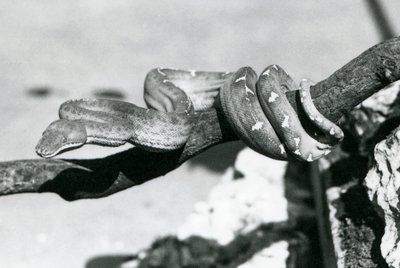 Emerald Tree Boa بجسمها ملفوف على طول فرع ، حديقة حيوان لندن ، أكتوبر 1928 (b / w photo) بواسطة فريدريك وليام بوند