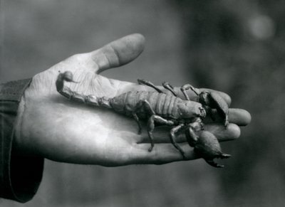 عقد الإمبراطور العقرب في راحة يد الحراس ، حديقة حيوان لندن ، أكتوبر 1925 بواسطة فريدريك وليام بوند