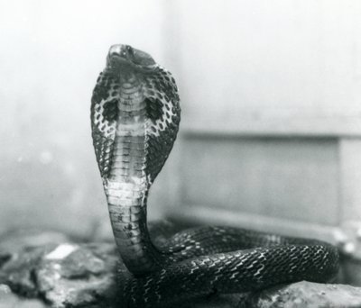 IndianSpectacledAsianBinocellate Cobra برأس مرفوع وغطاء متوهج ، حديقة حيوان لندن ، أكتوبر 1925 بواسطة فريدريك وليام بوند