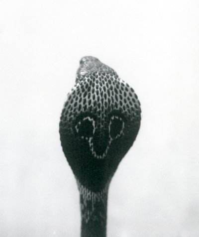 IndianSpectacledAsianBinocellate Cobra برأس مرفوع وغطاء متوهج ، حديقة حيوان لندن ، أكتوبر 1925 بواسطة فريدريك وليام بوند