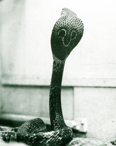 IndianSpectacledAsianBinocellate Cobra برأس مرفوع وغطاء متوهج ، حديقة حيوان لندن ، أكتوبر 1925 بواسطة فريدريك وليام بوند