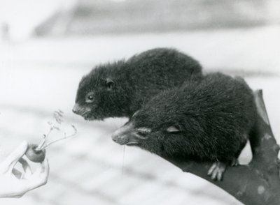 يجلس أحد البالغين والشباب من Western Tree Hyrax على فرع ويميل إلى قمة جزرة يتم الاحتفاظ بها لتناولها ، حديقة حيوان لندن بواسطة فريدريك وليام بوند
