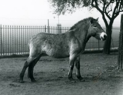 حصان بريزيوالسكيس وايلد المهدَّد بالانقراض يقف في حقله في حديقة حيوان لندن ، أكتوبر 1927 بواسطة فريدريك وليام بوند