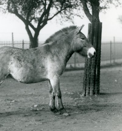 حصان بريزيوالسكيس وايلد المهدَّد بالانقراض يقف في حقله في حديقة حيوان لندن ، أكتوبر 1927 بواسطة فريدريك وليام بوند