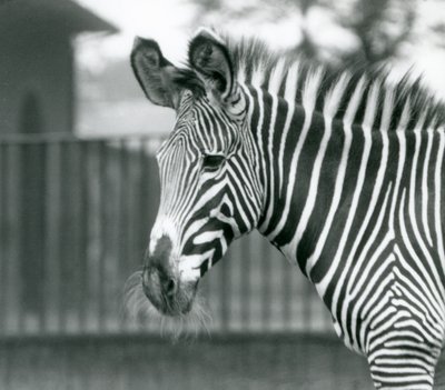 أنثى / جيني مهددة بالانقراض Grevy's Zebra ، حديقة حيوان لندن ، يوليو 1926 (b / w photo) بواسطة فريدريك وليام بوند