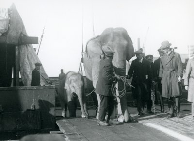 الفيلة الآسيوية تنهض من قارب في طريقها إلى حديقة حيوان لندن في عام 1927 بواسطة فريدريك وليام بوند