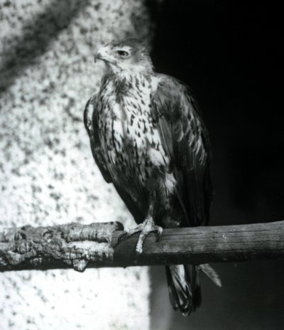 Bonellis Eagle يستريح على فرع في حديقة حيوان لندن ، سبتمبر 1925 بواسطة فريدريك وليام بوند