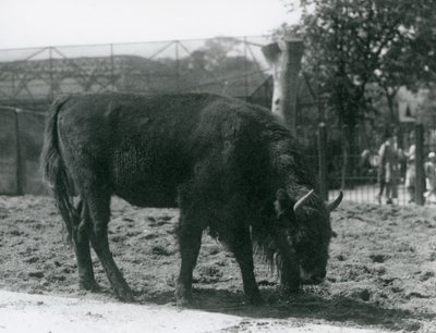 البيسون جوليا الأوروبي يأكل العشب في حقلها ، حديقة حيوان لندن ، 12 أغسطس 1926 بواسطة فريدريك وليام بوند
