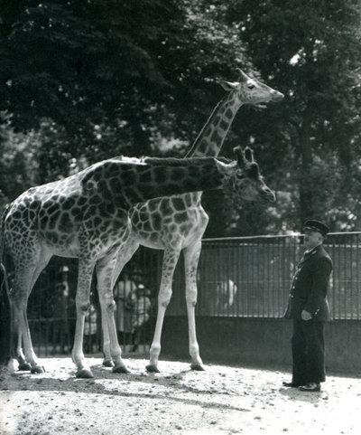 أنثى الزرافات مود وماجي ، مع الحارس إرني البروفيسور بومان ، حديقة حيوان لندن ، يوليو 1924 بواسطة فريدريك وليام بوند