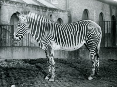 أنثى Grevys Zebra ، أو Imperial Zebra ، Jennie واقفة في حقلها في حديقة حيوان لندن ، 1927 بواسطة فريدريك وليام بوند
