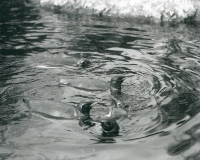 أربعة طيور البطريق الملك تسبح في حمام السباحة الخاص بهم في حديقة حيوان لندن ، يونيو 1927 بواسطة فريدريك وليام بوند
