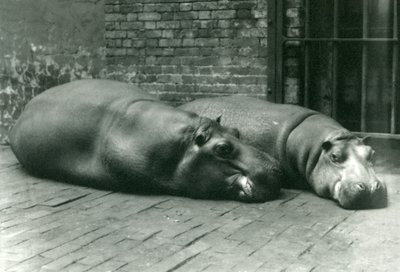 Hippopotamuses Bobbie و Joan مستلقيان في حاويةهما في حديقة حيوان لندن ، يوليو 1923 (صور من وزن الجسم) بواسطة فريدريك وليام بوند