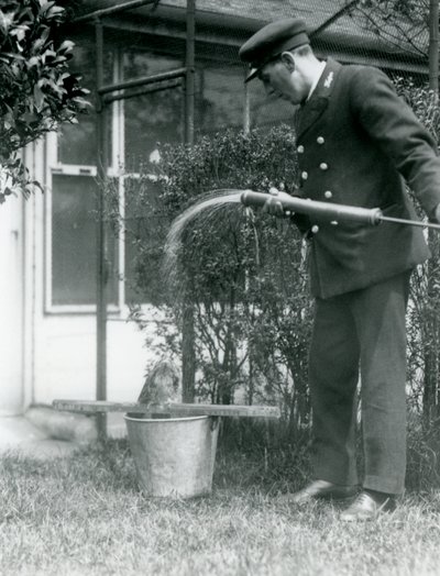 حارس المرمى توماس راغيت يمنح دش الاستحمام تاوني فروجموث ، حديقة حيوان لندن ، 1924 بواسطة فريدريك وليام بوند
