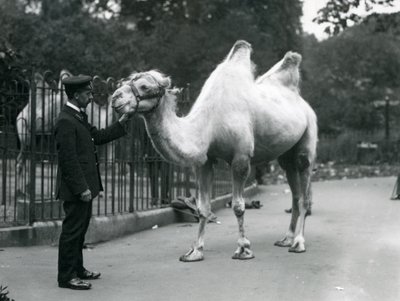 أنماط الحارس دبليو مع جمل باكترياني في حديقة حيوان لندن ، يوليو 1914 بواسطة فريدريك وليام بوند