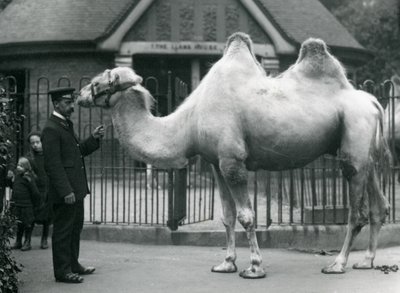 Keeper W. Styles ، مع جمل باكترياني ، خارج Llama House في حديقة حيوان لندن ، يوليو 1914 بواسطة فريدريك وليام بوند