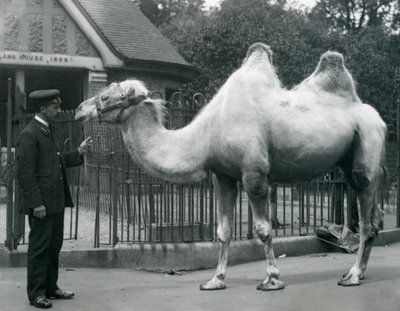 Keeper W. Styles ، مع جمل باكترياني ، خارج Llama House في حديقة حيوان لندن ، يوليو 1914 بواسطة فريدريك وليام بوند