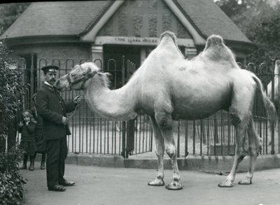Keeper W. Styles ، مع جمل باكترياني ، خارج Llama House في حديقة حيوان لندن ، يوليو 1914 بواسطة فريدريك وليام بوند