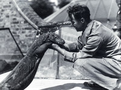 تنين كومودو سومباوا مع حارس المرمى أليك بود ، 1928 بواسطة فريدريك وليام بوند
