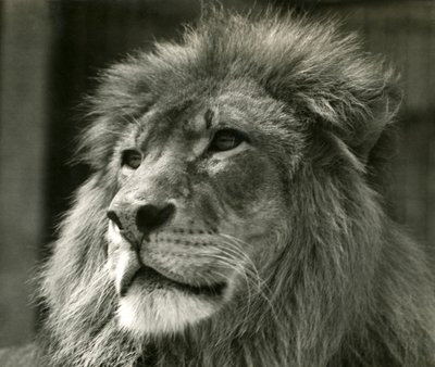 ذكر الأسد كوجا في حديقة حيوان لندن في أغسطس 1924 بواسطة Frederick William Bond