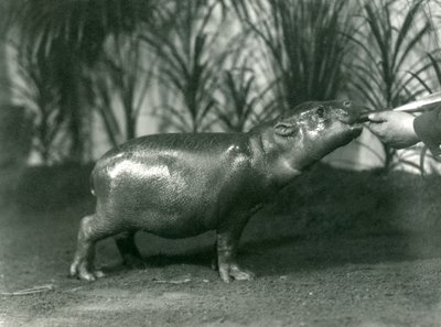 بيرسي ، فتى Pygmy Hippopotamus صغير يتم إطعامه يدويًا في حديقة حيوان لندن ، نوفمبر 1923 (صور من وزن الجسم) بواسطة فريدريك وليام بوند