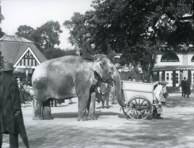 سيد علي يركب Indiarani خلف بارو ، حديقة حيوان لندن ، أكتوبر 1925 بواسطة فريدريك وليام بوند