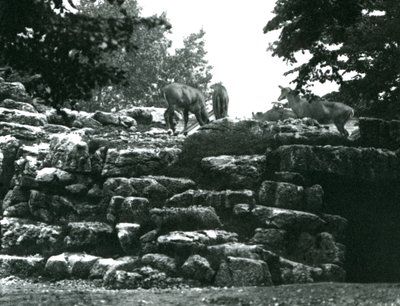 The ElandAntelope Paddock في حديقة حيوان لندن في يونيو 1924 بواسطة فريدريك وليام بوند