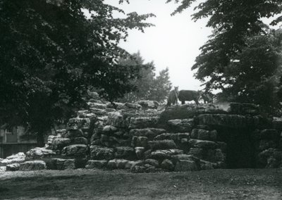 The ElandAntelope Paddock في حديقة حيوان لندن في يونيو 1924 بواسطة فريدريك وليام بوند