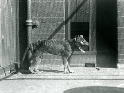 Thylacine / Tasmanian Wolf في حديقة حيوان لندن في أغسطس 1926 (b / w photo) بواسطة فريدريك وليام بوند