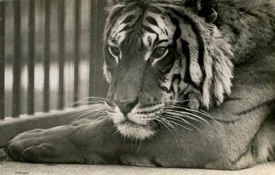 تايجر سام في حديقة حيوان لندن ، 1925 بواسطة Frederick William Bond