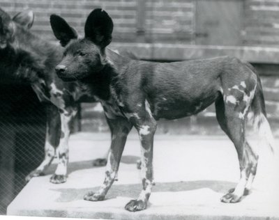 اثنان من الكلاب البرية الصومالية في حديقة حيوان لندن ، يوليو 1925 بواسطة فريدريك وليام بوند