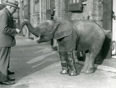 الشباب Pygmy African Elephant Oojah مع الجبائر المجهزة ، كجزء من علاجها للكساح ، حديقة حيوان لندن ، 1926 بواسطة فريدريك وليام بوند